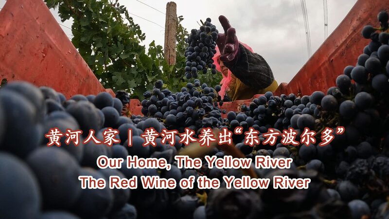 Ningxia_s_Red_Wine_Revolution__From_Yellow_River_to_Global_Spotlight___ video poster