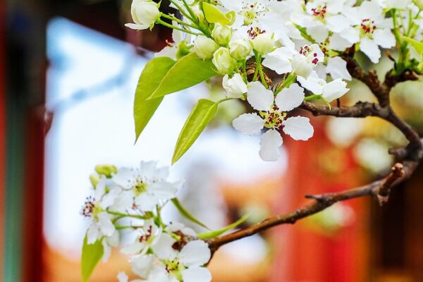 Spring Blooms Transform Beijing’s Forbidden City 🌸🏮 Spring Blooms Transform Beijing's Forbidden City 🌸🏮