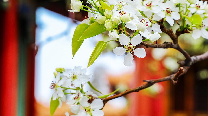 Spring Blooms Transform Beijing's Forbidden City 🌸🏮