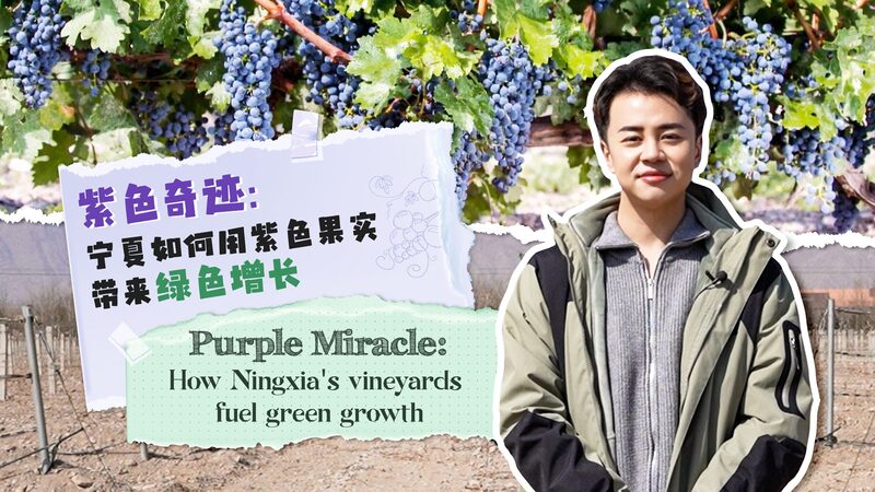 Purple Miracle: How Desert Vineyards Are Boosting Ningxia’s Economy 🌱🍇 Purple_Miracle__How_Desert_Vineyards_Are_Boosting_Ningxia_s_Economy___ video poster