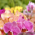 Blooming Orchids Fuel Rural Boom 🌸🚀 video poster