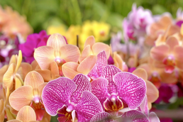 Blooming Orchids Fuel Rural Boom 🌸🚀 Blooming Orchids Fuel Rural Boom 🌸🚀 video poster