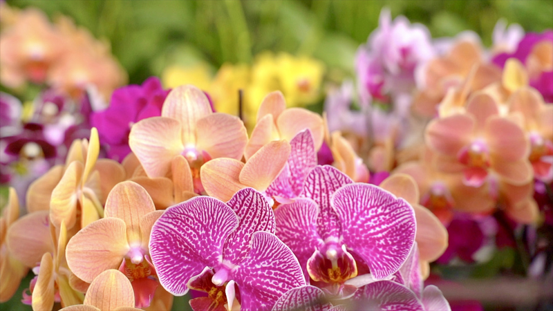 Blooming Orchids Fuel Rural Boom 🌸🚀 video poster