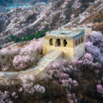 RJXMMH0X8N40JFE9CRFU - 🌍NewspaperAmigo – Your Global News Buddy 🗞️ Spring Blooms Paint the Great Wall in Floral Splendor 🌸🏯