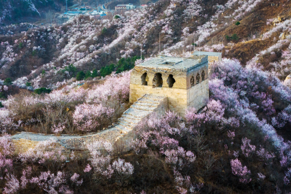 Spring Blooms Paint the Great Wall in Floral Splendor 🌸🏯 Spring Blooms Paint the Great Wall in Floral Splendor 🌸🏯