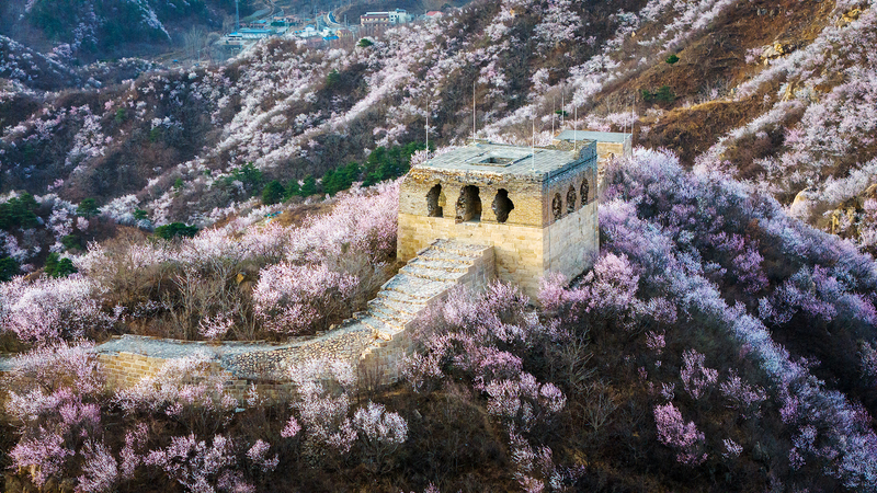 Spring Blooms Paint the Great Wall in Floral Splendor 🌸🏯
