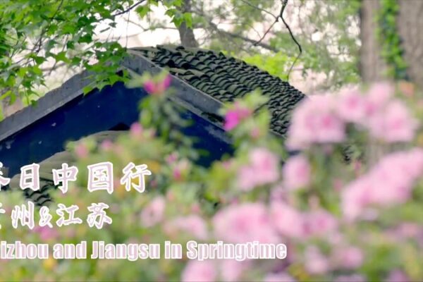 🌺 Rhododendron Road Trip: Jiangsu vs. Guizhou’s Stunning Spring Blooms! __Rhododendron_Road_Trip__Jiangsu_vs__Guizhou_s_Stunning_Spring_Blooms_ video poster