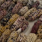 S03HX0K1NQJG8GFTIMNO - 🌍NewspaperAmigo – Your Global News Buddy 🗞️ 🌽 Mexico Bans GMO Corn to Protect Native Crops 🌱✨ video poster