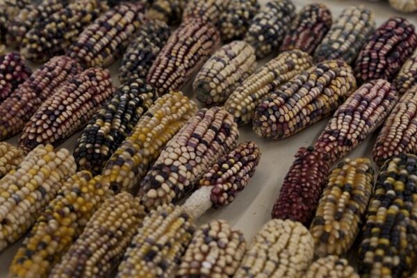 🌽 Mexico Bans GMO Corn to Protect Native Crops 🌱✨ 🌽 Mexico Bans GMO Corn to Protect Native Crops 🌱✨ video poster