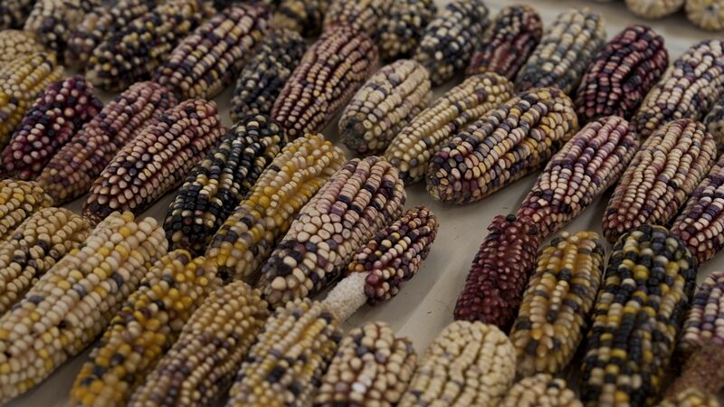 S03HX0K1NQJG8GFTIMNO - 🌍NewspaperAmigo – Your Global News Buddy 🗞️ 🌽 Mexico Bans GMO Corn to Protect Native Crops 🌱✨ video poster
