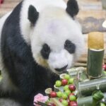 SWL7UNF5LFXDWMPWC86I-2 - 🌍NewspaperAmigo – Your Global News Buddy 🗞️ Meet Hainan’s Giant Pandas Ahead of Boao Forum 2025 🌏🐼