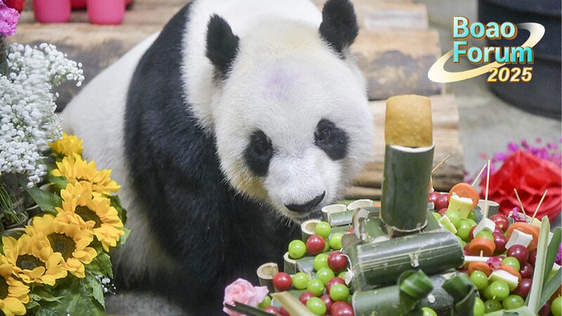 Meet Hainan’s Giant Pandas Ahead of Boao Forum 2025 🌏🐼