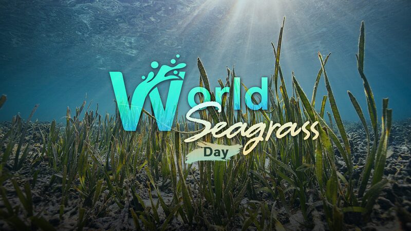 Seagrass__The_Ocean_s_Secret_Climate_Warrior___