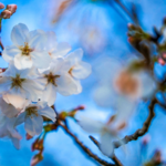 Shanghai_Sizzles__Hottest_Early_Spring_Day_in_90_Years_ - 🌍NewspaperAmigo – Your Global News Buddy 🗞️ Shanghai_Sizzles__Hottest_Early_Spring_Day_in_90_Years_