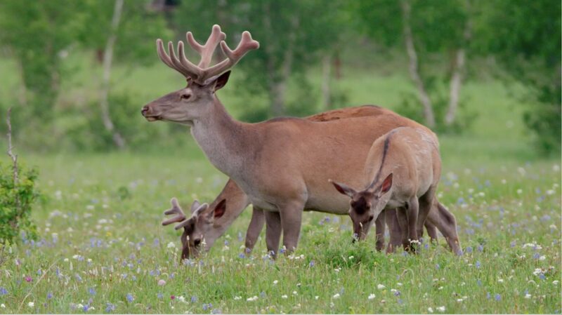 Spring_Awakens_Hexigten__A_Vibrant_Revival_on_the_Grassland___ video poster