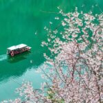Spring_Blooms_Unleashed__China_s_Floral_Wonders_Await___ - 🌍NewspaperAmigo – Your Global News Buddy 🗞️ Spring_Blooms_Unleashed__China_s_Floral_Wonders_Await___
