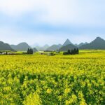 Spring_Blooms___Golden_Seas__Yunnan_s_Canola_Flowers_Paint_a_Dreamy_Landscape_____poster - 🌍NewspaperAmigo – Your Global News Buddy 🗞️ Spring_Blooms___Golden_Seas__Yunnan_s_Canola_Flowers_Paint_a_Dreamy_Landscape____ video poster
