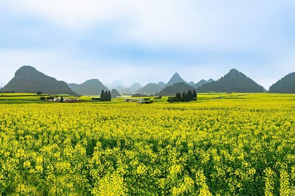 Spring Blooms & Golden Seas: Yunnan’s Canola Flowers Paint a Dreamy Landscape 🌼🏞️ Spring_Blooms___Golden_Seas__Yunnan_s_Canola_Flowers_Paint_a_Dreamy_Landscape____ video poster