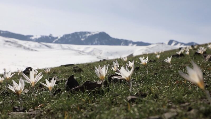 Spring_Blooms_in_Xinjiang__Nature_s_Ice___Flower_Symphony____ video poster