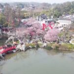 Spring_Blossom_Boom__Tourism_Soars_as_Flowers_Bloom_Across_China__ - 🌍NewspaperAmigo – Your Global News Buddy 🗞️ __Spring_Blossom_Boom__Tourism_Soars_as_Flowers_Bloom_Across_China__