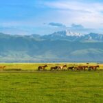Spring_Migration_Magic_in_Ili_Valley____poster - 🌍NewspaperAmigo – Your Global News Buddy 🗞️ Spring_Migration_Magic_in_Ili_Valley___ video poster