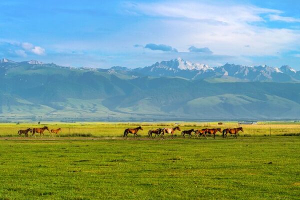 Spring Migration Magic in Ili Valley 🐑🌿 Spring_Migration_Magic_in_Ili_Valley___ video poster