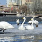 Swan_Symphony_in_Xinjiang__Korla_s_Winter_Guests_Prep_for_Spring_Migration___