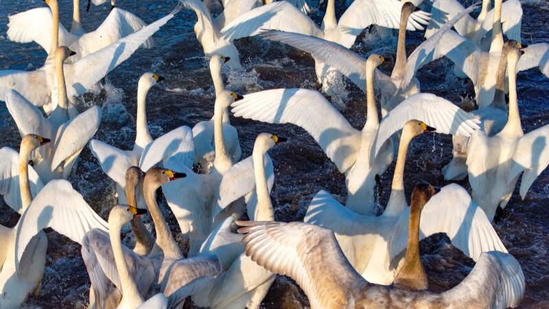 __Swans_Bring_Spring_Magic_to_Inner_Mongolia_s_Ordos___