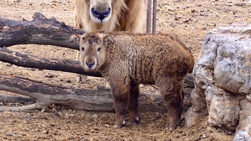 Taiyuan_Zoo_Welcomes_Rare_Takin_Calf___ video poster
