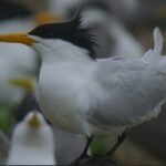 The_Return_of_China_s_Mythical_Crested_Terns_____poster - 🌍NewspaperAmigo – Your Global News Buddy 🗞️ The_Return_of_China_s_Mythical_Crested_Terns____ video poster