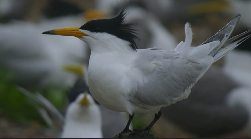 The_Return_of_China_s_Mythical_Crested_Terns____ video poster