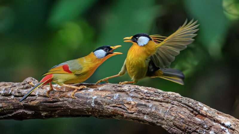 Tiny_Birds__Big_Drama__Feathered_Face_Off_Goes_Viral_in_Yunnan___
