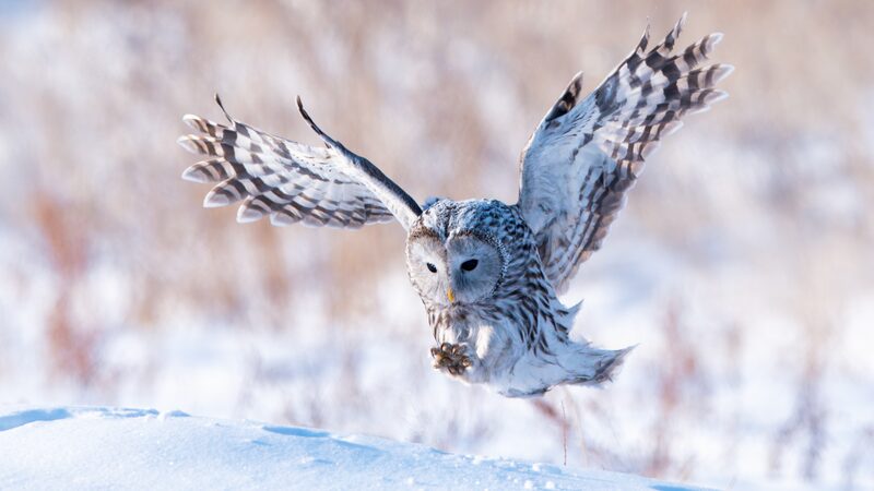 🦉 Ural Owl Thrives in Inner Mongolia’s Winter Wonderland __Ural_Owl_Thrives_in_Inner_Mongolia_s_Winter_Wonderland