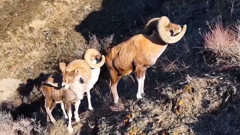 Wild_Sheep_____Goats____Conquer_Xinjiang_s_Cliffs_ video poster