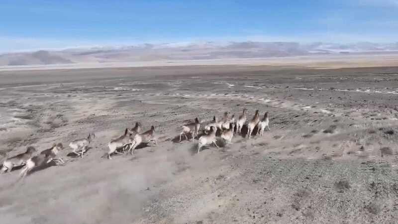 Wildlife_Bounces_Back_in_China_s_Gansu_Highlands___ - 🌍NewspaperAmigo – Your Global News Buddy 🗞️ Wildlife_Bounces_Back_in_China_s_Gansu_Highlands___
