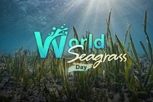 World Seagrass Day: Protecting the Ocean’s Unsung Heroes 🌊🌿✨ World_Seagrass_Day__Protecting_the_Ocean_s_Unsung_Heroes____