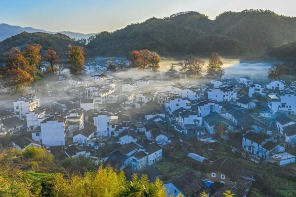 Wuyuan_s_Golden_Bloom__Rural_Revitalization_Meets_Eco_Magic____