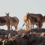 XJTL80SRJVYHF9XNH2MY - 🌍NewspaperAmigo – Your Global News Buddy 🗞️ Wild Khulan Herds Thrive in Inner Mongolia's Spring Grasslands 🌾🐎 video poster