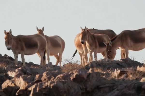 Wild Khulan Herds Thrive in Inner Mongolia’s Spring Grasslands 🌾🐎 Wild Khulan Herds Thrive in Inner Mongolia's Spring Grasslands 🌾🐎 video poster