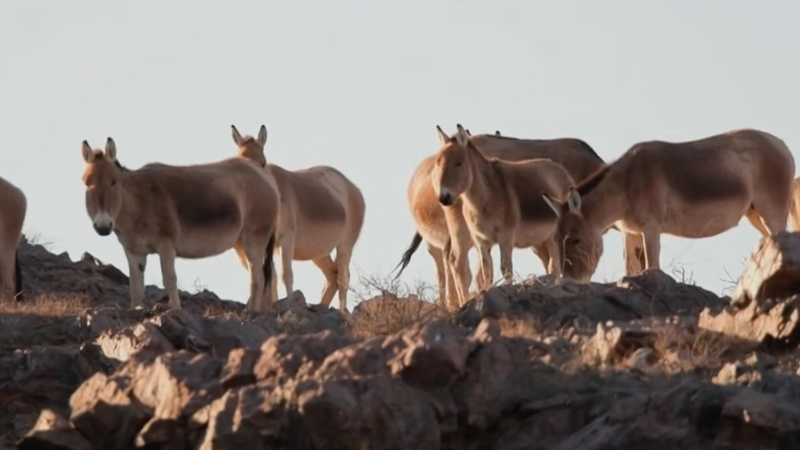 XJTL80SRJVYHF9XNH2MY - 🌍NewspaperAmigo – Your Global News Buddy 🗞️ Wild Khulan Herds Thrive in Inner Mongolia's Spring Grasslands 🌾🐎 video poster