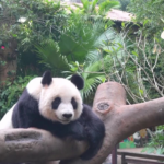 XWS24Q9JXNXLSRZMQGYC - 🌍NewspaperAmigo – Your Global News Buddy 🗞️ Giant Pandas Steal Spotlight at Boao Forum 2025 in Hainan 🌟🐼 video poster