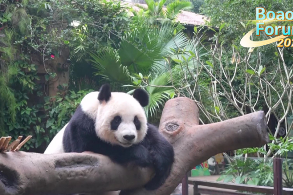 Giant Pandas Steal Spotlight at Boao Forum 2025 in Hainan 🌟🐼 Giant Pandas Steal Spotlight at Boao Forum 2025 in Hainan 🌟🐼 video poster