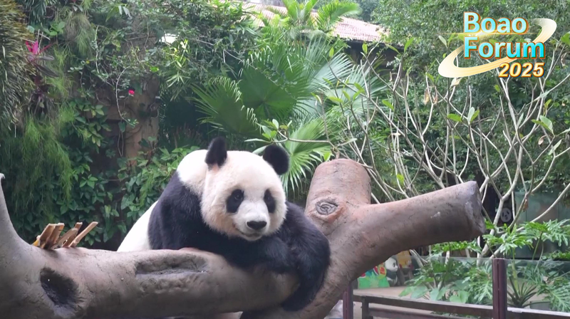 XWS24Q9JXNXLSRZMQGYC - 🌍NewspaperAmigo – Your Global News Buddy 🗞️ Giant Pandas Steal Spotlight at Boao Forum 2025 in Hainan 🌟🐼 video poster