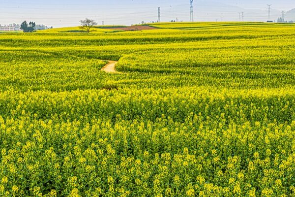 Yunnan’s Golden Bloom: Canola Flowers Paint Southwest China 🌼 Yunnan_s_Golden_Bloom__Canola_Flowers_Paint_Southwest_China__ video poster