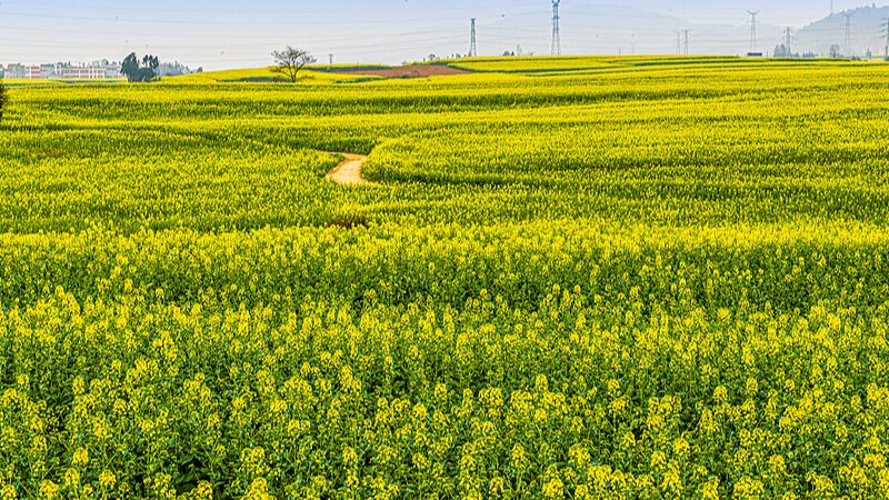 Yunnan_s_Golden_Bloom__Canola_Flowers_Paint_Southwest_China__ video poster