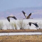 Yunnan_s_Lashihai_Wetland__A_Winter_Paradise_for_Migratory_Birds____ - 🌍NewspaperAmigo – Your Global News Buddy 🗞️ Yunnan_s_Lashihai_Wetland__A_Winter_Paradise_for_Migratory_Birds____