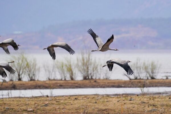 Yunnan’s Lashihai Wetland: A Winter Paradise for Migratory Birds 🌿🕊️ Yunnan_s_Lashihai_Wetland__A_Winter_Paradise_for_Migratory_Birds____