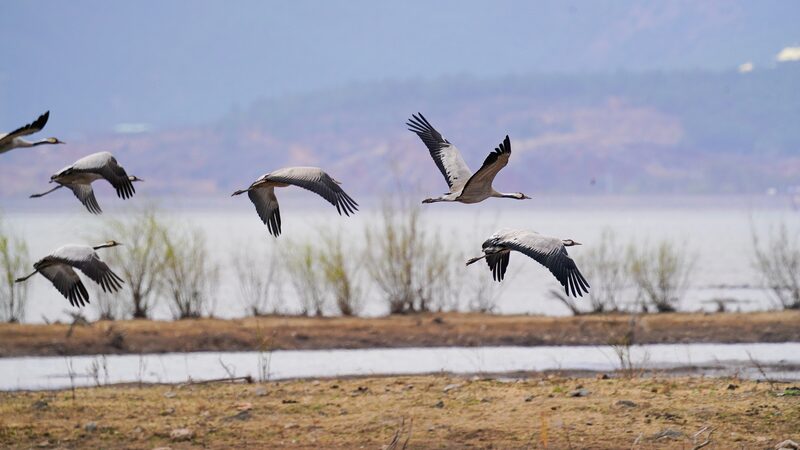 Yunnan_s_Lashihai_Wetland__A_Winter_Paradise_for_Migratory_Birds____