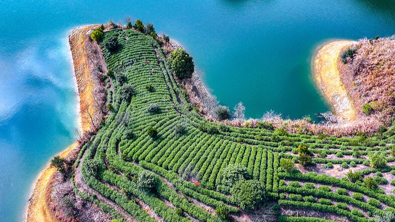 Zhejiang Tea Harvest 🌱 Blends Tradition & Nature Zhejiang_Tea_Harvest___Blends_Tradition___Nature