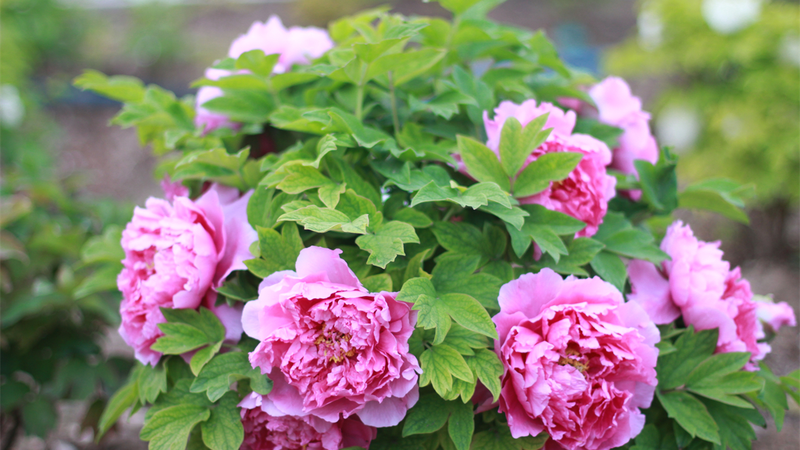 Peonies Paint Beijing Garden Expo in Late Spring Hues 🌸✨